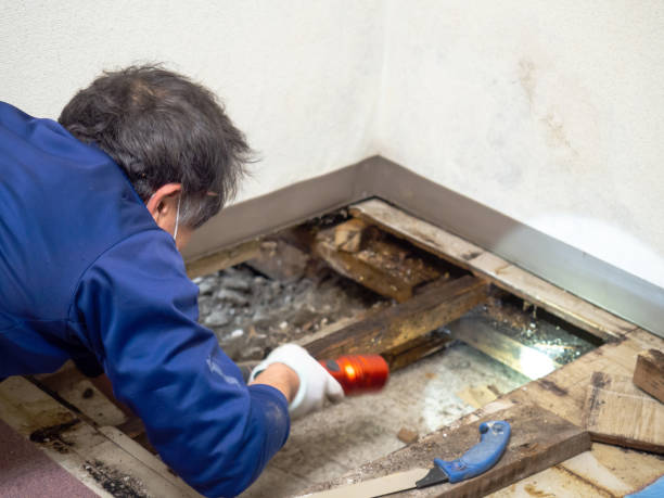 Certified Mold Removal in Trion, GA