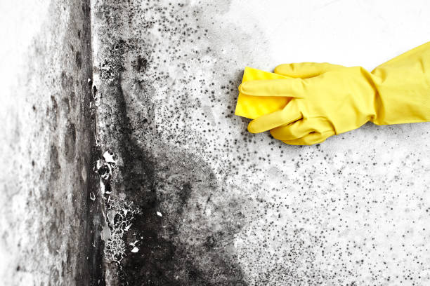 Best Black Mold Removal  in Trion, GA