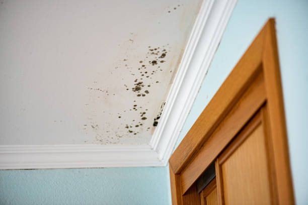Best Mold Testing  in Trion, GA