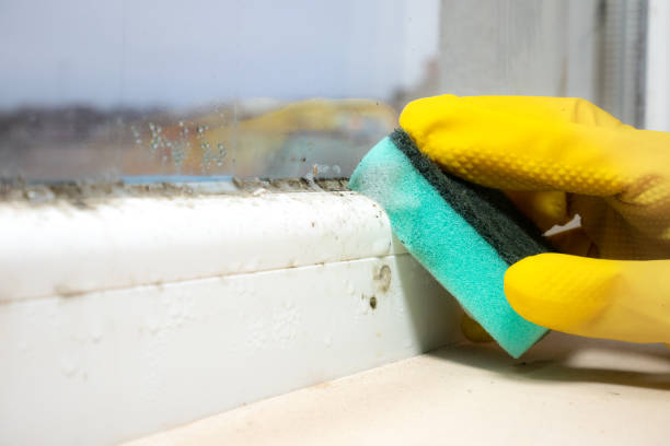 Best Mold Damage Repair  in Trion, GA